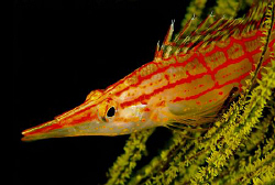 Longnose hawk Fish perched in a coral tree by Charles Wright 